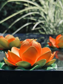 Lotus - Flere farver