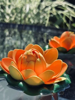 Lotus - Flere farver