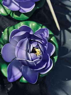 Lotus - Flere farver