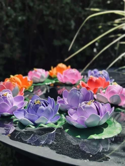 Lotus - Flere farver