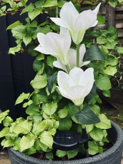 Magnolia med solceller - Hvid