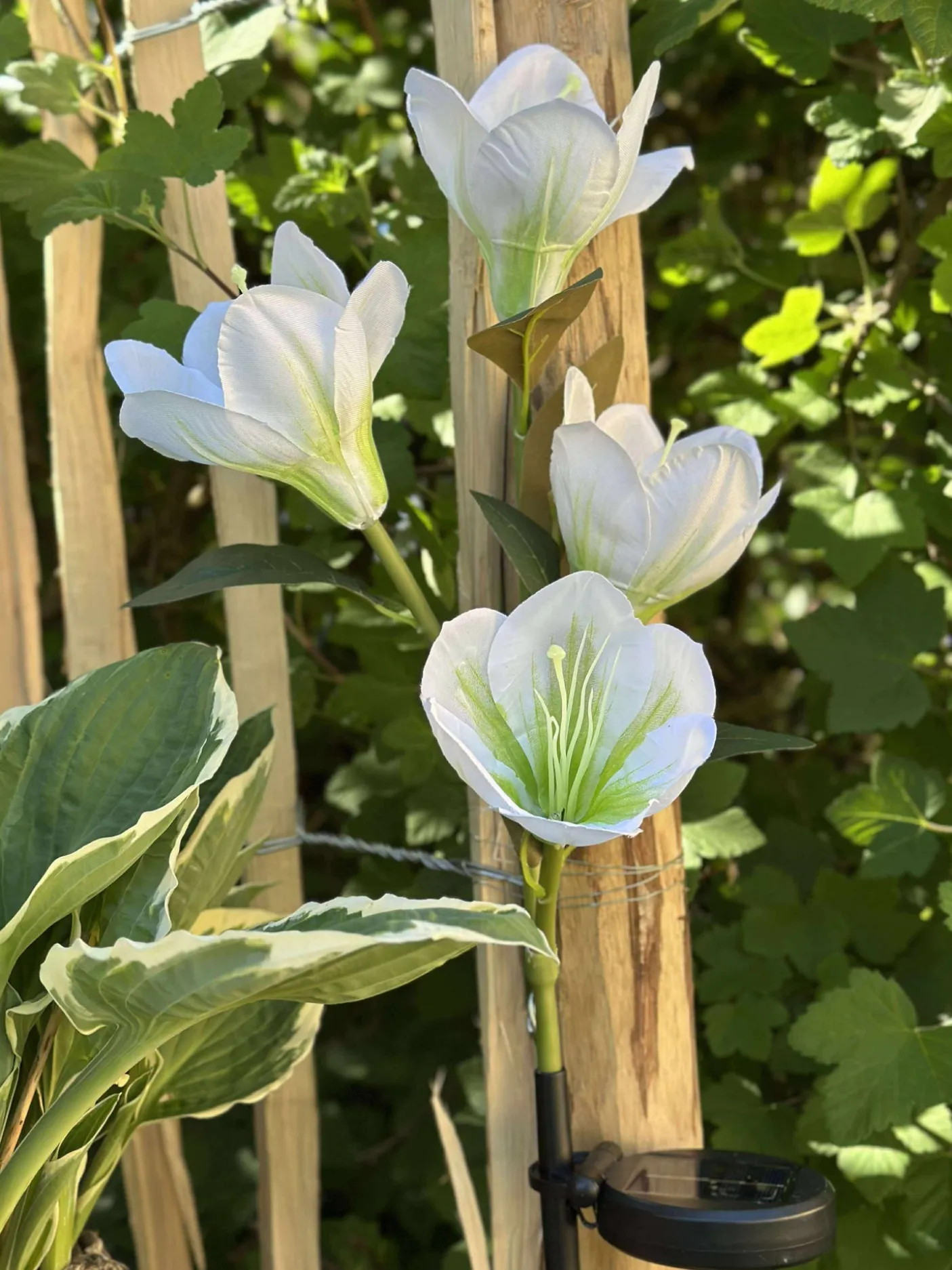 Magnolia med solceller - Hvid