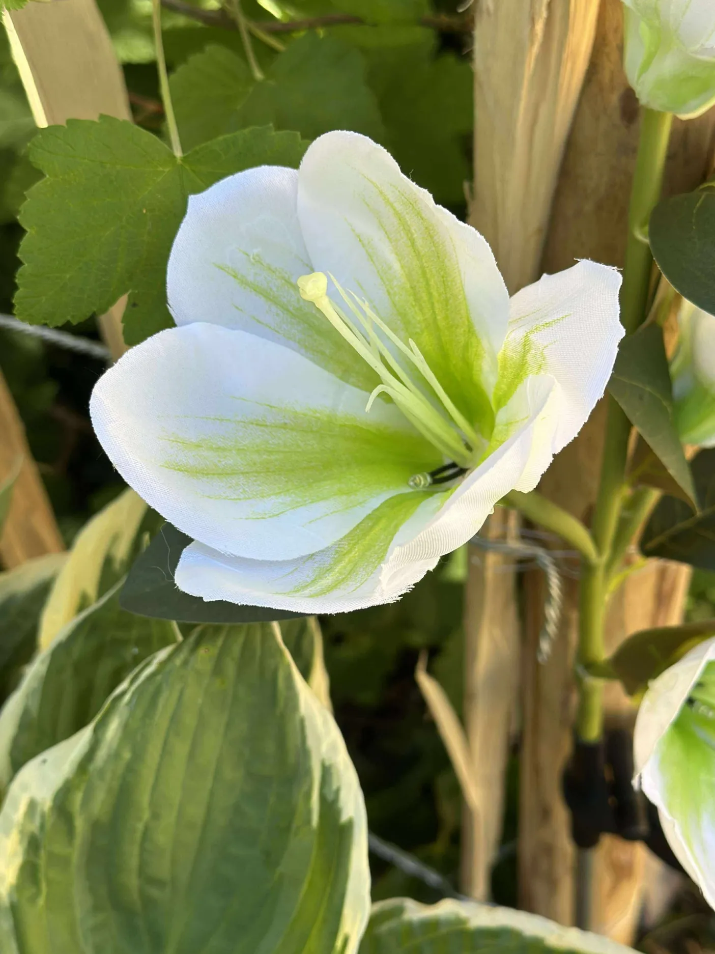 Magnolia med solceller - Hvid