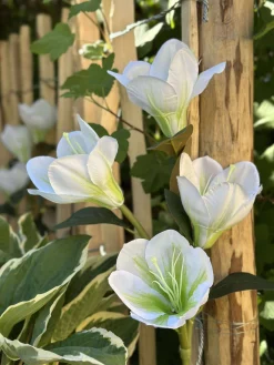 Magnolia med solceller - Hvid