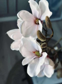 Magnoliagren - Pink 52cm