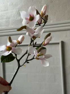 Magnoliagren - Pink 52cm