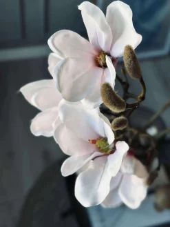 Magnoliagren pink - 92cm