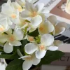 Mini hortensia i potte - flere farver