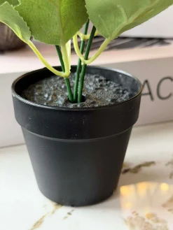 Mini hortensia i potte - flere farver