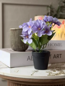 Mini hortensia i potte - flere farver