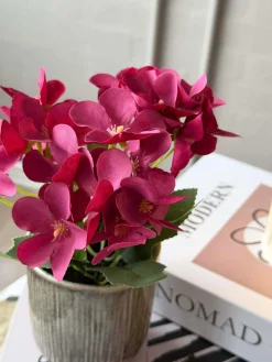 Mini hortensia i potte - flere farver