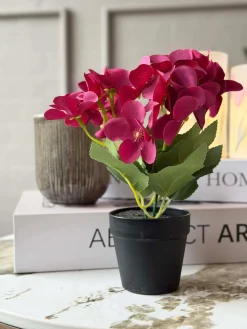 Mini hortensia i potte - flere farver