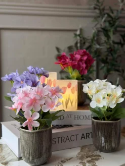 Mini hortensia i potte - flere farver