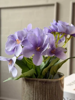 Mini hortensia i potte - flere farver