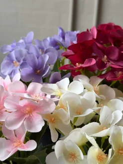 Mini hortensia i potte - flere farver