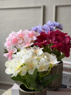 Mini hortensia i potte - flere farver