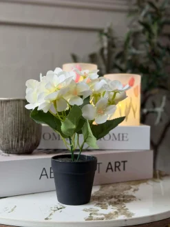 Mini hortensia i potte - flere farver