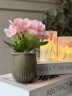 Mini hortensia i potte - flere farver