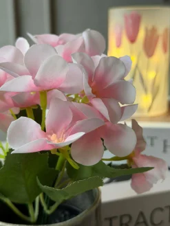 Mini hortensia i potte - flere farver