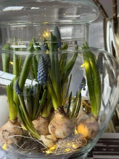 Opbevaringsglas med låg