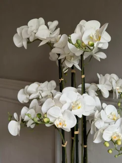 Orkidé i Potte 105 cm - Hvid