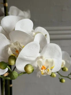 Orkidé i Potte 105 cm - Hvid