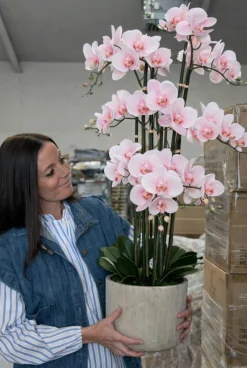 Orkidé i Potte 105 cm - Rosa