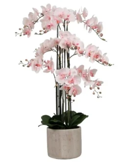 Orkidé i Potte 105 cm - Rosa