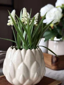 Perlehyacint moskugle - Hvid