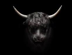 Plakat - Tyr 50x50 cm