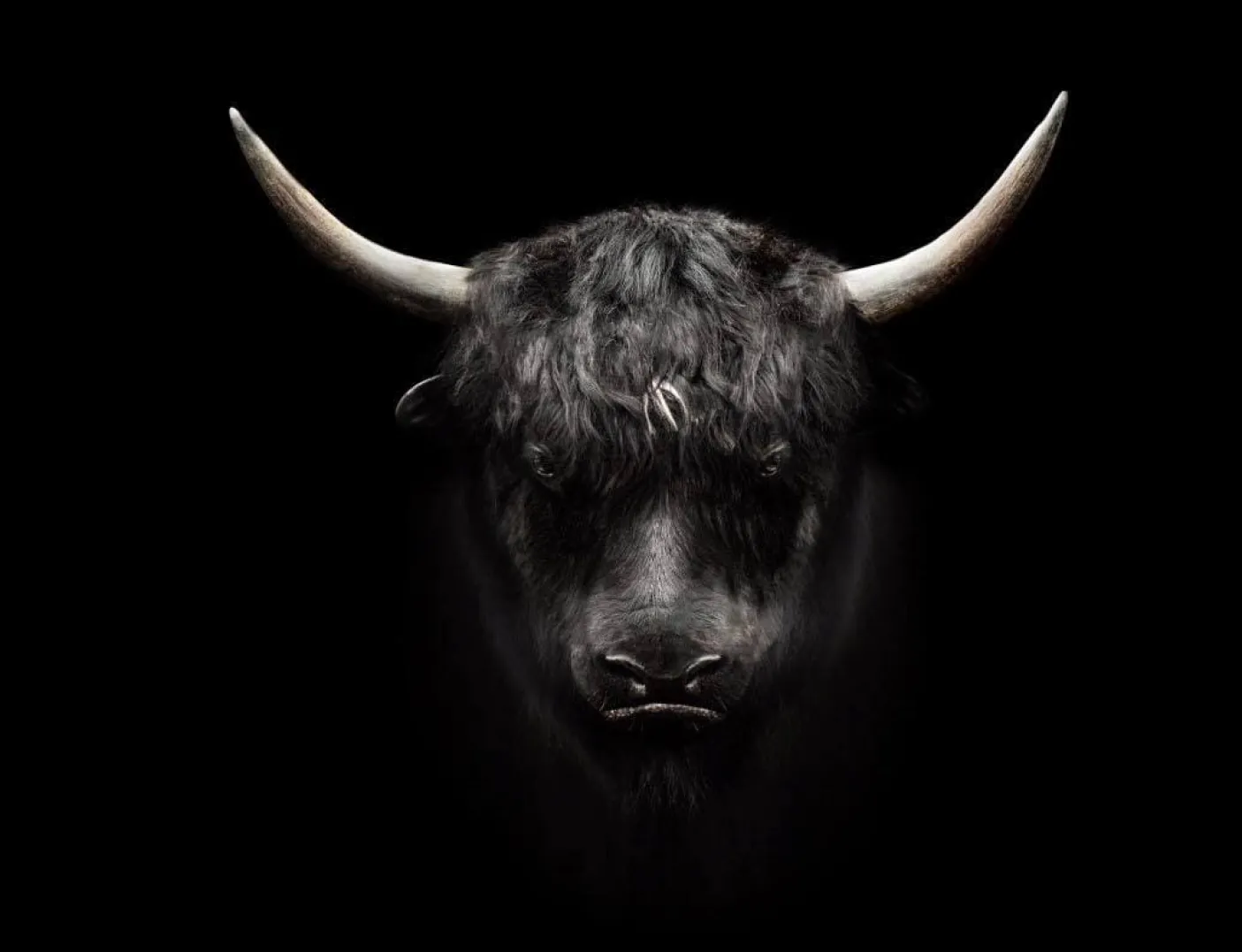 Plakat - Tyr 50x50 cm