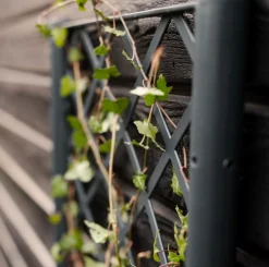 Plantekasse med espalier