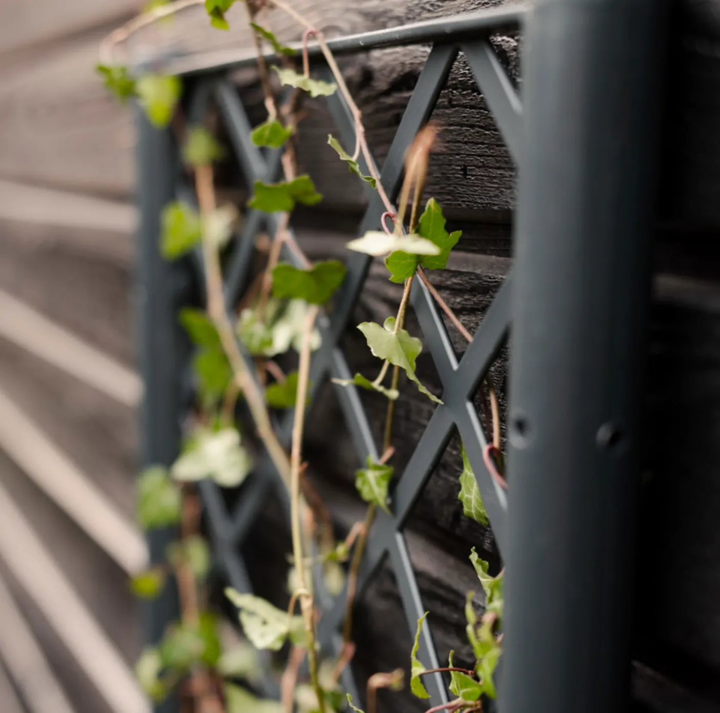Plantekasse med espalier