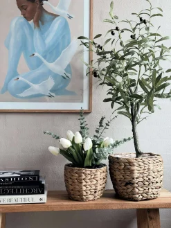 Plantekurve i vandhyacint - Sæt med 2stk.