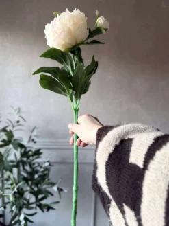 Pæon 60 cm - Flere farver