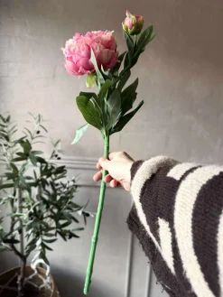 Pæon 60 cm - Flere farver