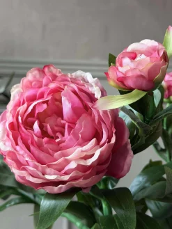 Pæon 60 cm - Flere farver