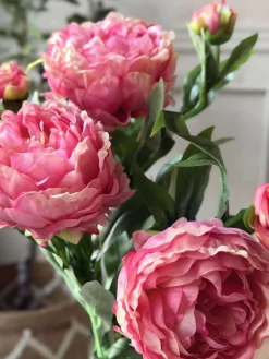 Pæon 60 cm - Flere farver