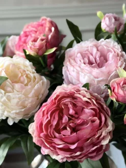 Pæon 60 cm - Flere farver