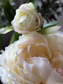 Pæon 60 cm - Flere farver