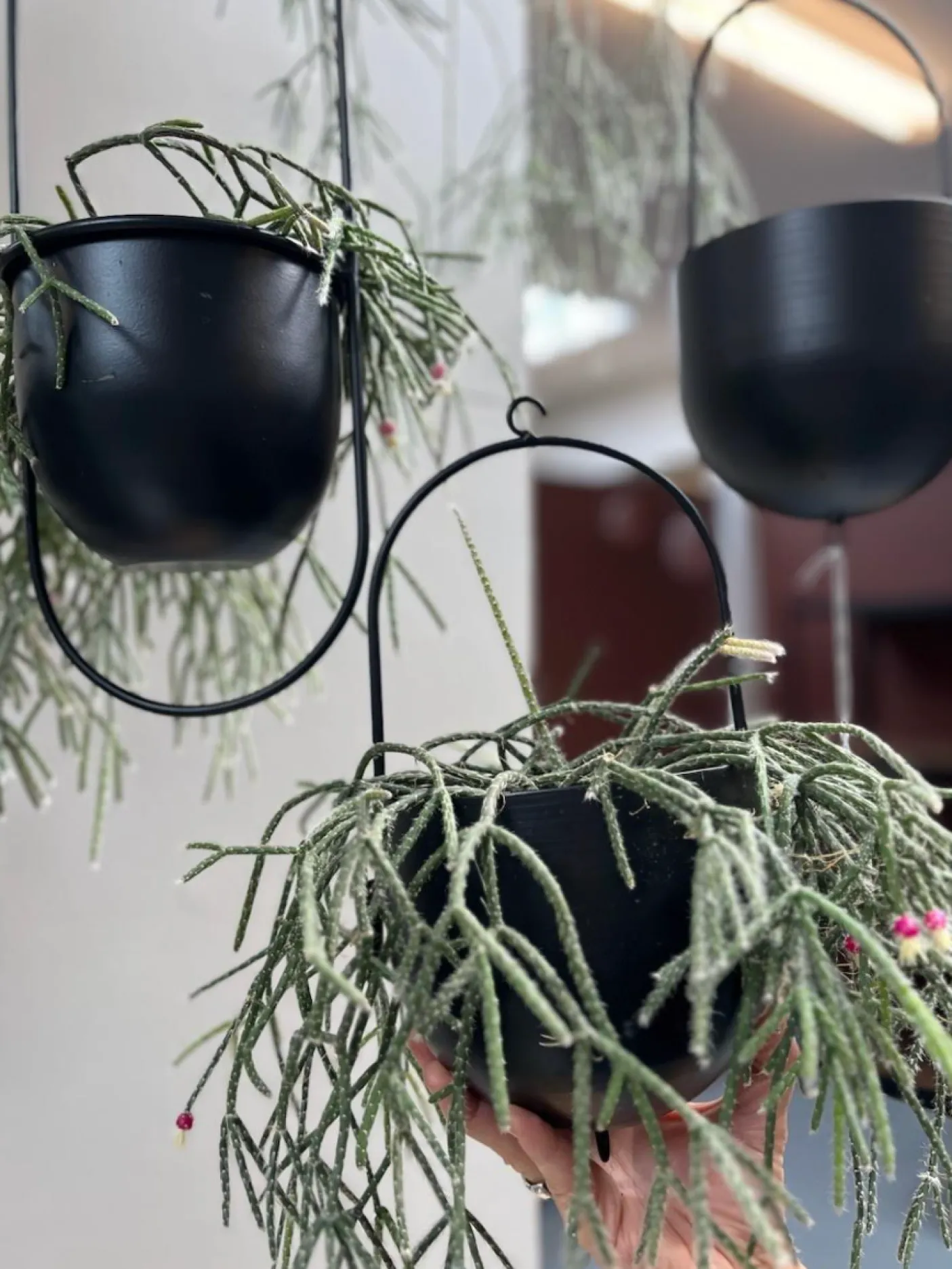 Potte med krog - Black