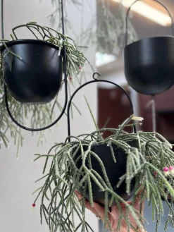 Potte med ophæng - Black