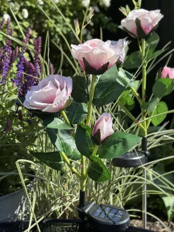 Rose med solceller - Rosa