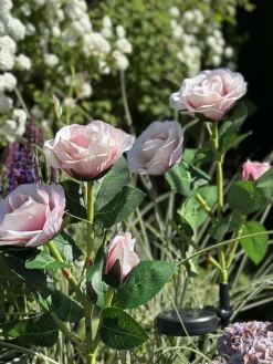 Rose med solceller - Rosa