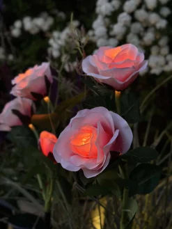 Rose med solceller - Rosa