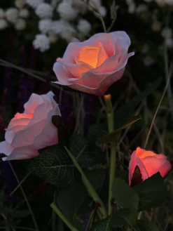 Rose med solceller - Rosa