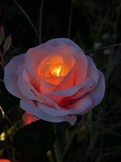 Rose med solceller - Rosa