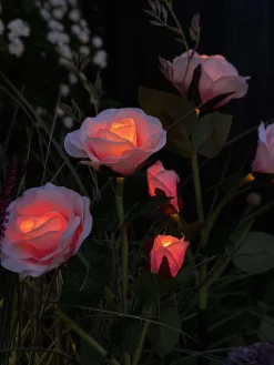 Rose med solceller - Rosa