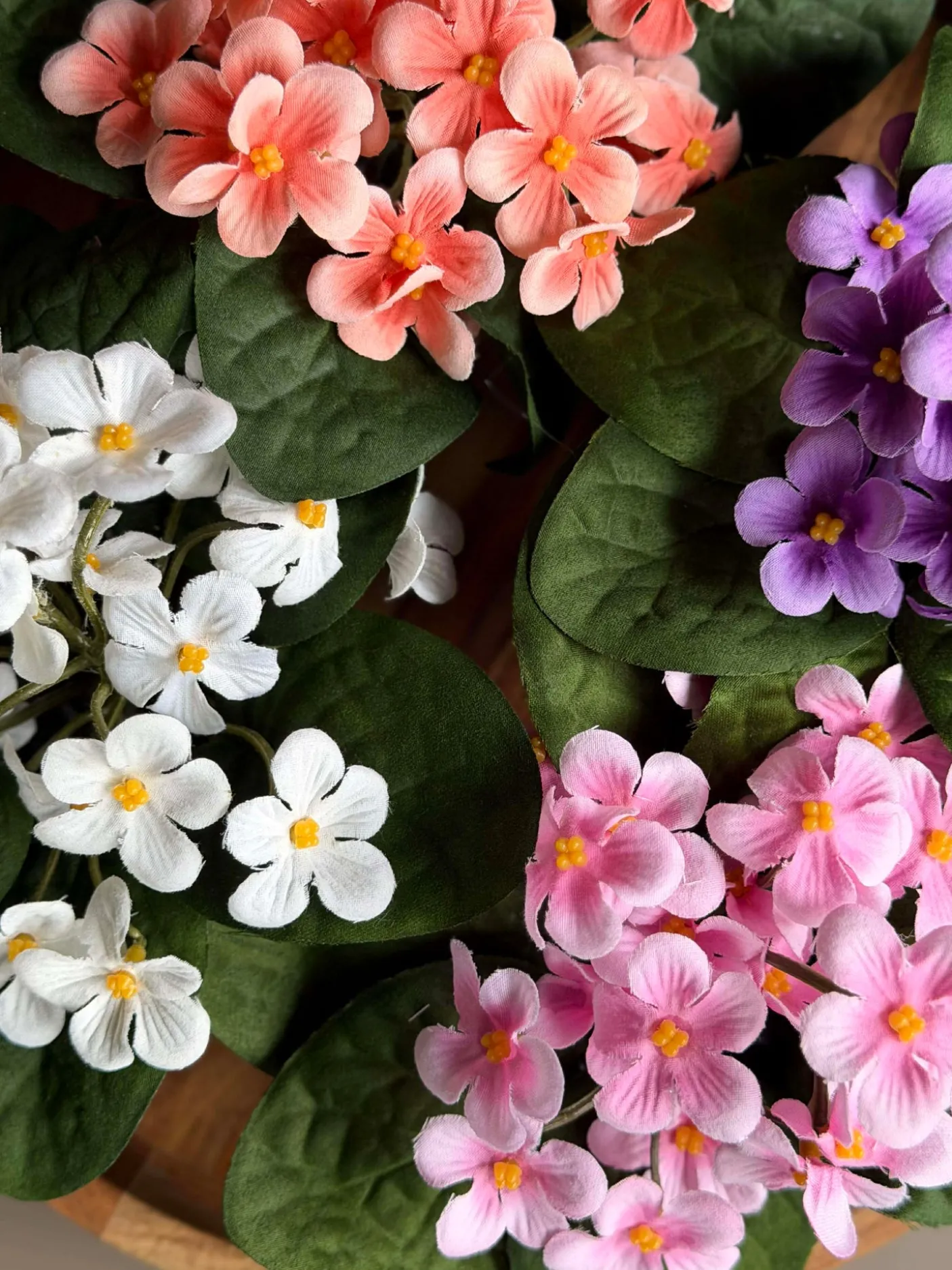 Saintpaulia i potte - flere farver