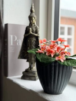 Saintpaulia i potte - flere farver